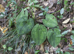 Asarum nipponicum