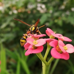 Delta campaniforme campaniforme