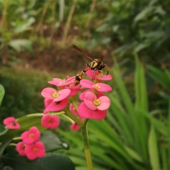 Delta campaniforme campaniforme