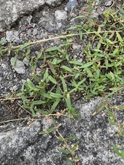 Oldenlandia corymbosa