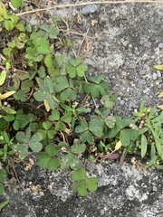 Oxalis corniculata