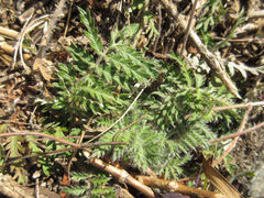 Potentilla chinensis