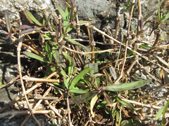 Gypsophila oldhamiana