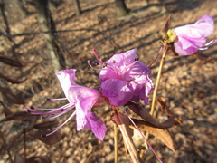 Rhododendron mucronulatum