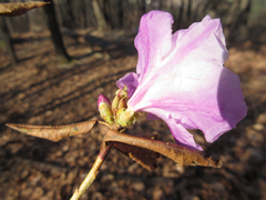 Rhododendron mucronulatum
