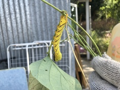 Acherontia