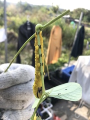 Acherontia