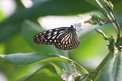Ideopsis vulgaris macrina