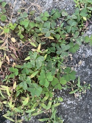 Oxalis corniculata