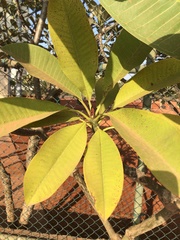 Plumeria