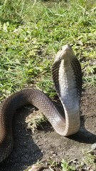 Naja sputatrix