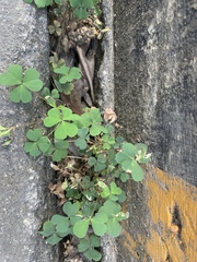 Oxalis corniculata