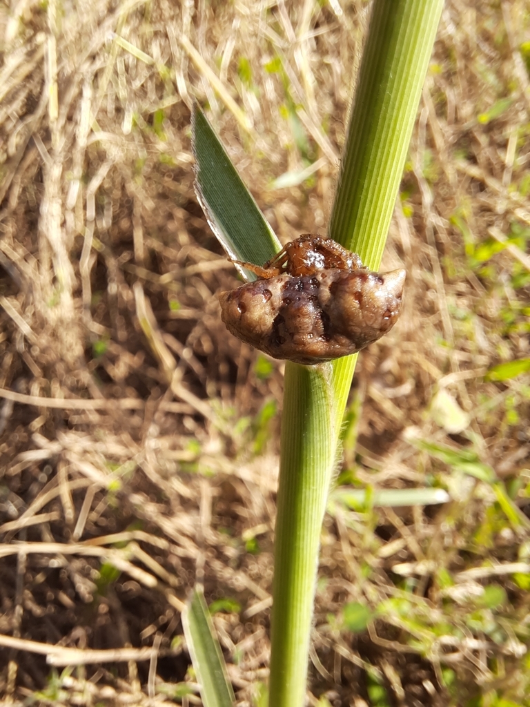 Pasilobus kotigeharus