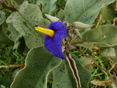 Solanum lycocarpum