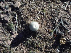 Mammillaria haageana conspicua