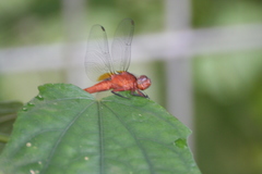 Rhodothemis rufa