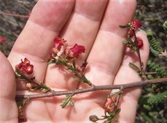 Hermannia joubertiana