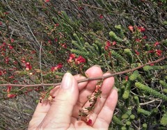 Hermannia joubertiana