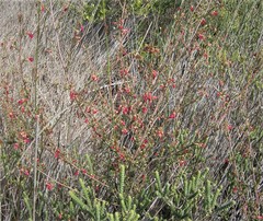 Hermannia joubertiana