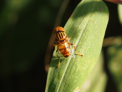 Eristalinus quinquestriatus
