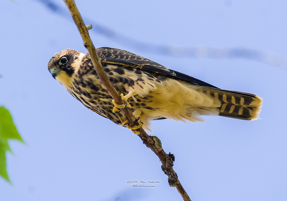 iNaturalist.org. А. Яковлев, Мариинско-Посадский р-н Чувашия, август 2014