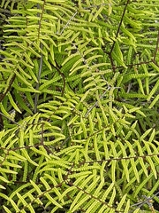 Gleichenia microphylla