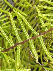 Gleichenia microphylla
