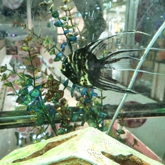 Pterophyllum scalare
