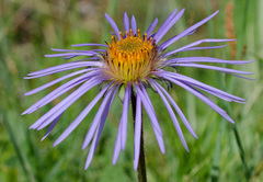 Aster flaccidus