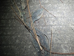 Ahaetulla prasina