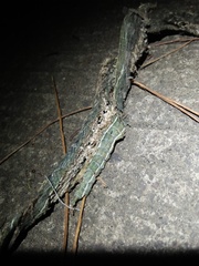 Ahaetulla prasina