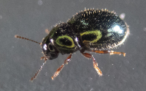 Shining Pill Beetle