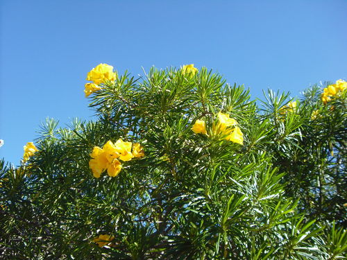 Cascabela thevetioides