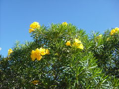 Cascabela thevetioides