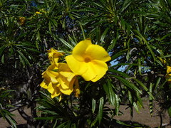 Cascabela thevetioides