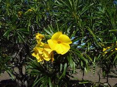 Cascabela thevetioides