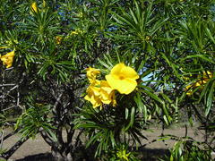 Cascabela thevetioides