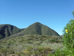 Cascabela thevetioides