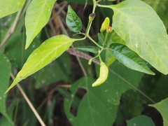 Capsicum frutescens