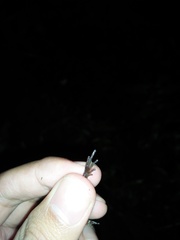 Microhyla palmipes