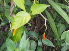 Capsicum frutescens