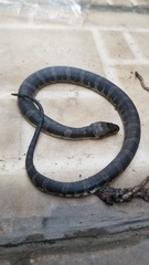 Homalopsis buccata