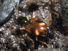 Bembidion articulatum