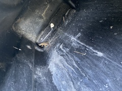 Sceloporus occidentalis
