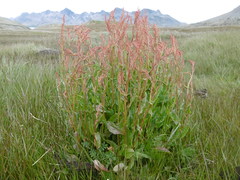 Rumex acetosa acetosa