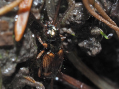 Bembidion articulatum
