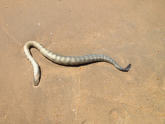 Hydrophis schistosus