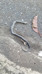 Homalopsis buccata