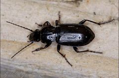 Pterostichus adstrictus