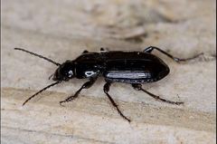 Pterostichus adstrictus